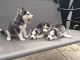 Siberian Husky Puppies for sale in Santa Rosa, CA, USA. price: NA