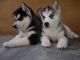 Siberian Husky Puppies for sale in Rochester, NY, USA. price: $500