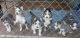 Siberian Husky Puppies for sale in Fayetteville, NC, USA. price: $250