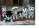 Siberian Husky Puppies for sale in Vallejo, CA, USA. price: NA