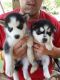 Siberian Husky Puppies for sale in New York, NY, USA. price: NA