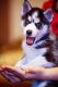 Siberian Husky Puppies for sale in Bethany Beach, DE, USA. price: NA