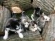 Siberian Husky Puppies for sale in Brooktondale, NY 14817, USA. price: NA