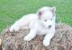 Siberian Husky Puppies for sale in Brooktondale, NY 14817, USA. price: NA
