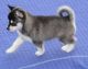 Siberian Husky Puppies for sale in Cambridge, MA, USA. price: NA