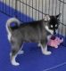 Siberian Husky Puppies for sale in Billings, MT, USA. price: $250