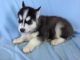Siberian Husky Puppies for sale in Buffalo, NY, USA. price: NA