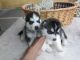 Siberian Husky Puppies for sale in Fort Bragg, NC, USA. price: NA