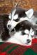Siberian Husky Puppies for sale in Fort Bragg, NC, USA. price: $200