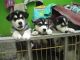 Siberian Husky Puppies for sale in Fort Bragg, NC, USA. price: $200