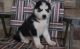 Siberian Husky Puppies for sale in Bostonia, CA, USA. price: NA