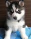 Siberian Husky Puppies for sale in Bostonia, CA, USA. price: NA