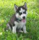 Siberian Husky Puppies for sale in Carlsbad, CA, USA. price: NA