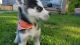 Siberian Husky Puppies for sale in Clearwater, FL, USA. price: NA