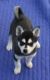 Siberian Husky Puppies for sale in Moulton, IA 52572, USA. price: NA