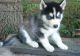 Siberian Husky Puppies for sale in Worcester, MA, USA. price: NA