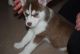 Siberian Husky Puppies for sale in Orange, CA, USA. price: NA