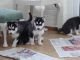 Siberian Husky Puppies for sale in Huntsville, AL, USA. price: NA