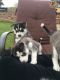 Siberian Husky Puppies for sale in Cape Coral, FL, USA. price: NA