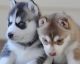Siberian Husky Puppies for sale in Gunnison, CO 81230, USA. price: NA