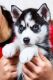 Siberian Husky Puppies for sale in Augusta, GA, USA. price: NA