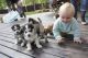 Siberian Husky Puppies for sale in Wichita, KS, USA. price: $200