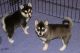 Siberian Husky Puppies for sale in Alva, KY 40863, USA. price: NA