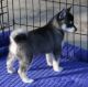 Siberian Husky Puppies for sale in Worcester, MA, USA. price: $200