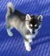 Siberian Husky Puppies for sale in Rochester, MN, USA. price: NA