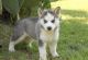Siberian Husky Puppies for sale in Lingle, WY 82223, USA. price: NA