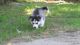 Siberian Husky Puppies for sale in Lubbock, TX, USA. price: NA