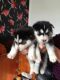 Siberian Husky Puppies for sale in Glencoe, AR 72539, USA. price: NA