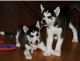 Siberian Husky Puppies for sale in Trezevant, TN 38258, USA. price: $200