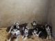Siberian Husky Puppies for sale in Charlotte, NC, USA. price: NA