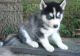 Siberian Husky Puppies for sale in Charlotte, NC, USA. price: NA