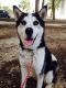 Siberian Husky Puppies for sale in Akron, CO 80720, USA. price: NA