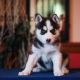 Siberian Husky Puppies for sale in Madison, WI, USA. price: NA