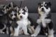 Siberian Husky Puppies for sale in Belize City, Belize. price: 300 BZD