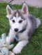 Siberian Husky Puppies for sale in East Los Angeles, CA, USA. price: NA