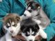 Siberian Husky Puppies for sale in Compton, CA, USA. price: NA