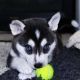 Siberian Husky Puppies for sale in Wichita, KS, USA. price: $200