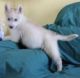 Siberian Husky Puppies for sale in St Pete Beach, FL, USA. price: NA