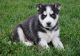 Siberian Husky Puppies for sale in Anaktuvuk Pass, AK, USA. price: NA
