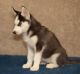 Siberian Husky Puppies for sale in Amarillo, TX, USA. price: NA