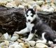 Siberian Husky Puppies for sale in Amarillo, TX, USA. price: NA