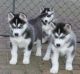 Siberian Husky Puppies for sale in Santa Clara, CA, USA. price: NA