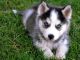Siberian Husky Puppies for sale in Aberdeen, ID 83210, USA. price: $450