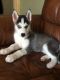 Siberian Husky Puppies for sale in Tacoma, WA, USA. price: $400