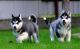 Siberian Husky Puppies for sale in Burbank, CA, USA. price: NA
