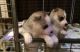 Siberian Husky Puppies for sale in Burbank, CA, USA. price: NA